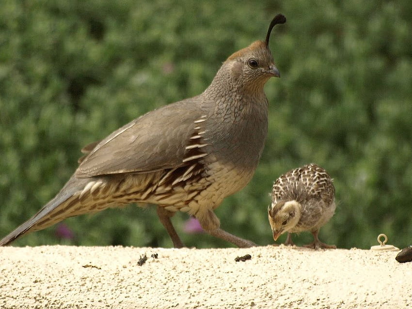 gambel's quail - Quail, Game birds, Aww HD wallpaper