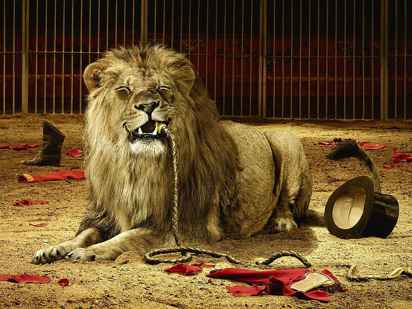Circus Lion Big Cats Animals in jpg HD wallpaper