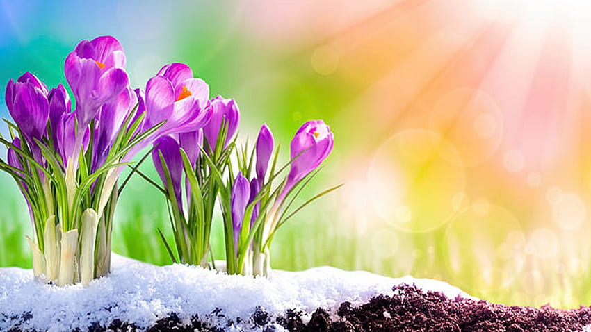 Açafrões no final do inverno, frio, primavera, neve, flores papel de parede HD