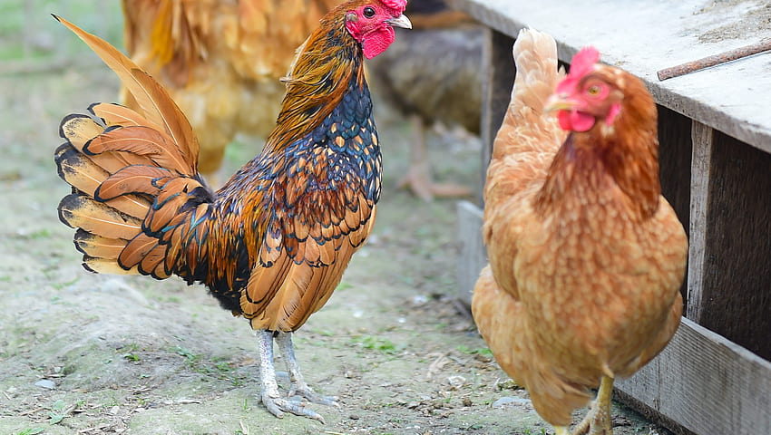 Feathered friends: Chickens may be clucking in a backyard near you, Fat Chicken HD wallpaper
