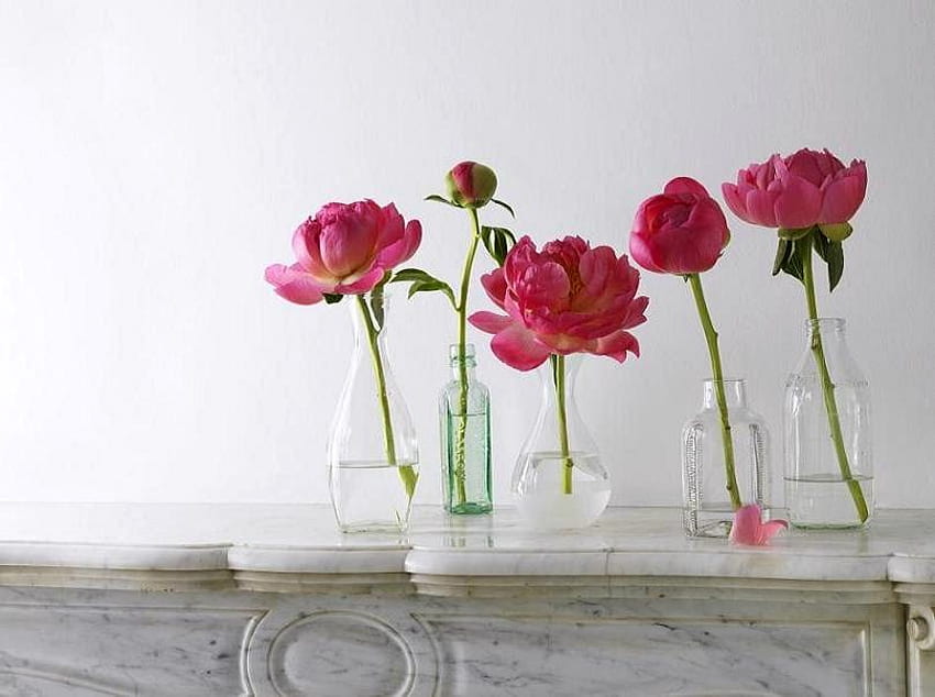 Peonies from bud to bloom , pink, shelf, peonies, vases, row, five HD wallpaper