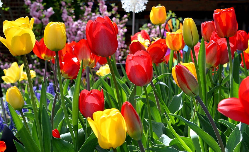 Kwiaty, Tulipany, Klomb, Kwietnik, Wiosna, Słoneczny Tapeta HD