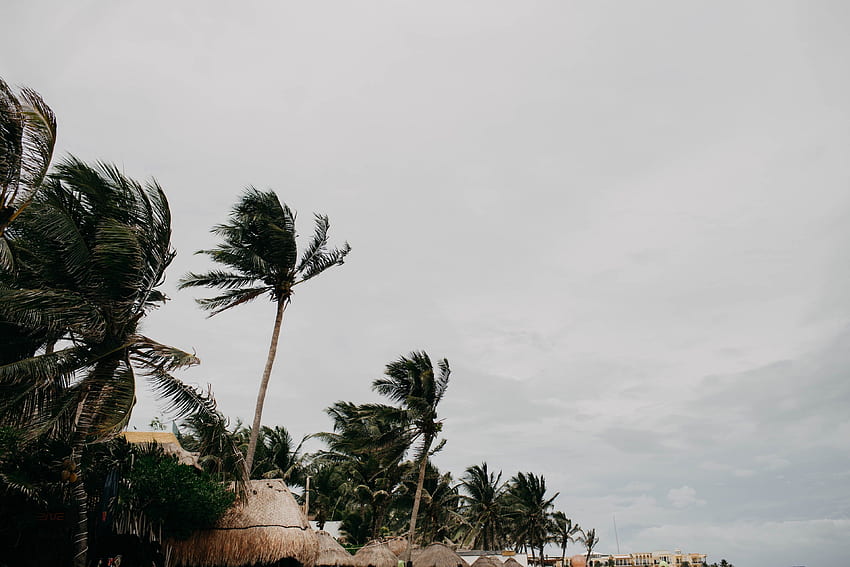Palmensturm windig und schlechtes Wetter und Hintergrund HD-Hintergrundbild
