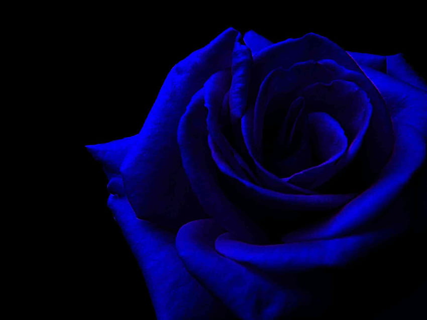 Dark Blue Flower Aesthetic, Black and Blue Floral HD wallpaper