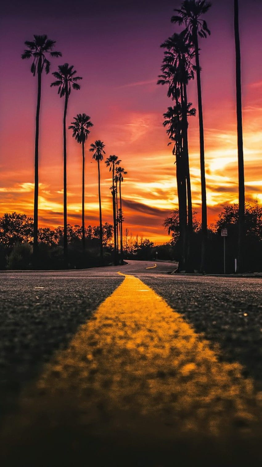 ストックロサンゼルス、カリフォルニア州、道路、ヤシの木、日没、カリフォルニアシティ HD電話の壁紙