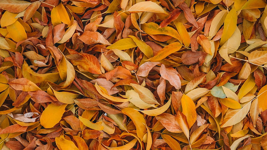 Leaves , Fall foliage, Brown, Yellow background, , Nature HD wallpaper ...