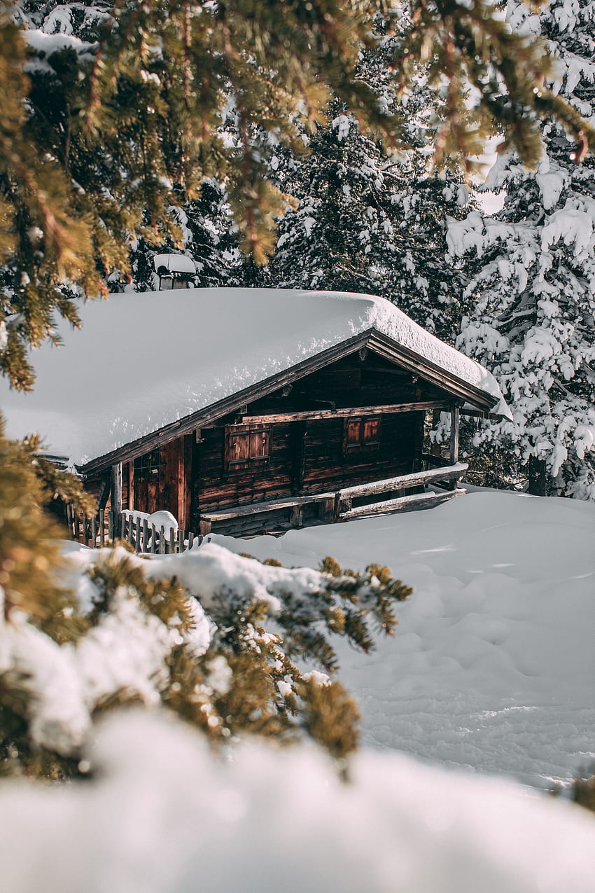 Inverno, natura, alberi, neve, rami, piccola casa, rifugio, intimità, comfort Sfondo del telefono HD