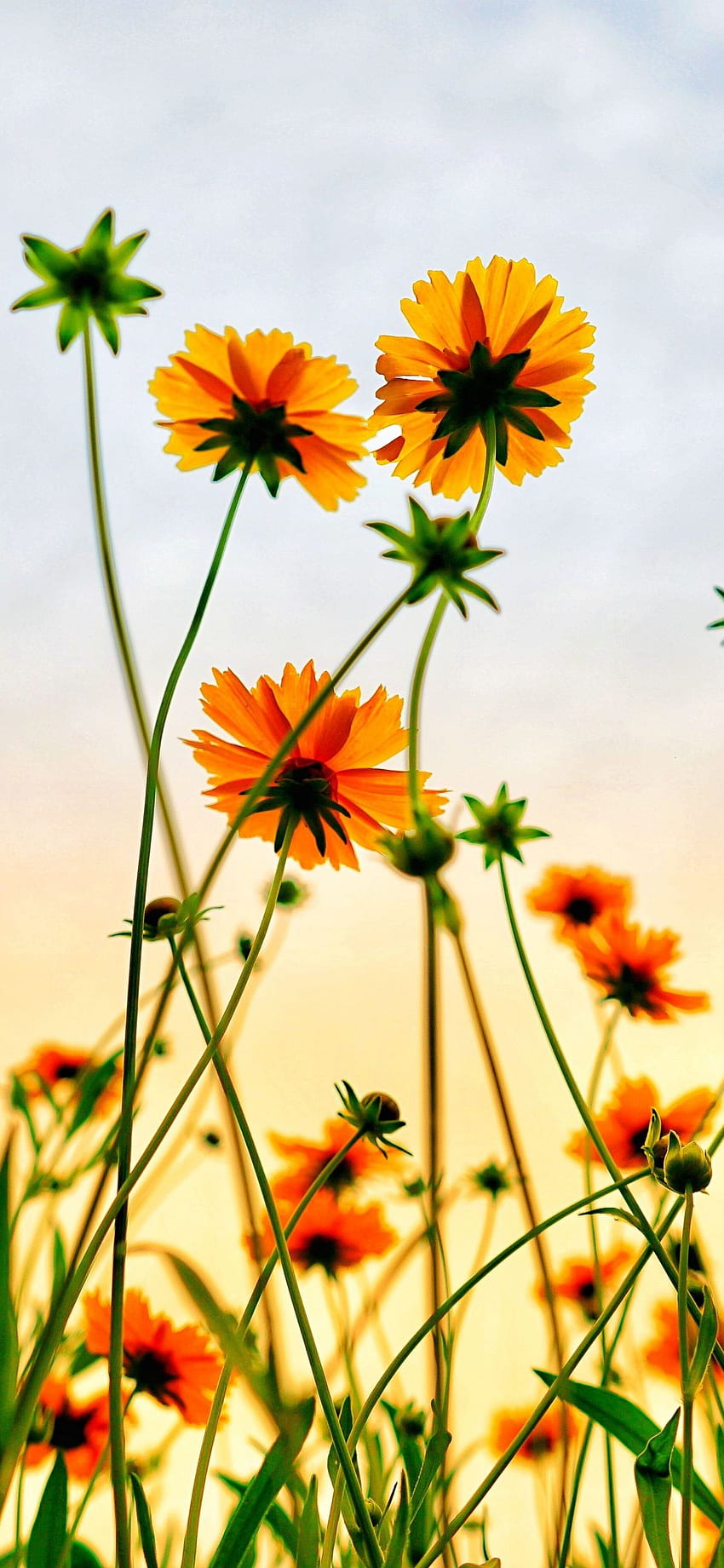 cosmos field, flowers, summer, Summer Floral HD phone wallpaper