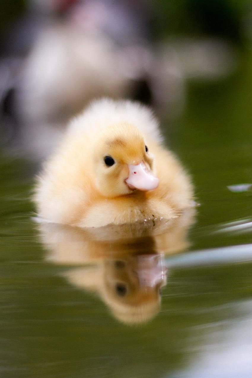 Duckling, water, swim, baby HD phone wallpaper | Pxfuel