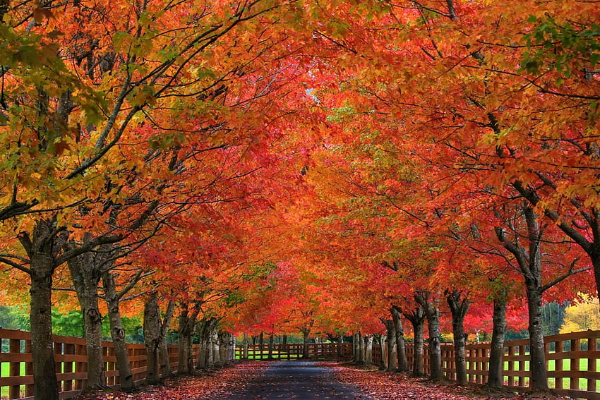 Autumn Park, Park, leaf, nature, tree HD wallpaper