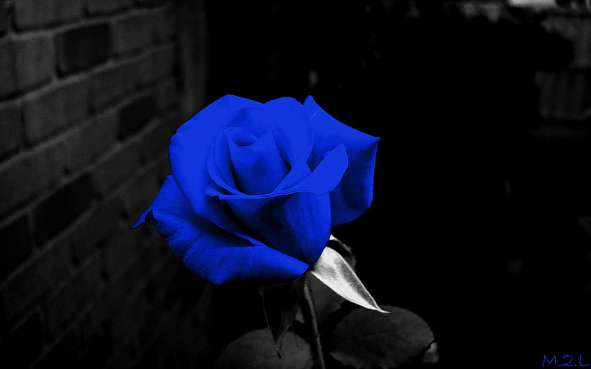 Blue flower, dany, mna, jony, sarah HD wallpaper | Pxfuel