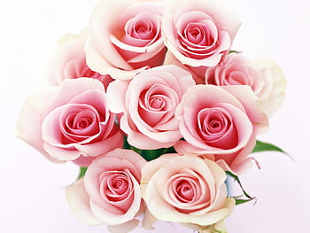 Beautiful pink rose-hd wallpaper-012 : Wallpapers13.com