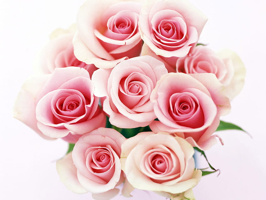 Różowe róże!!!, róża, róż, natura, kwiat Tapeta HD