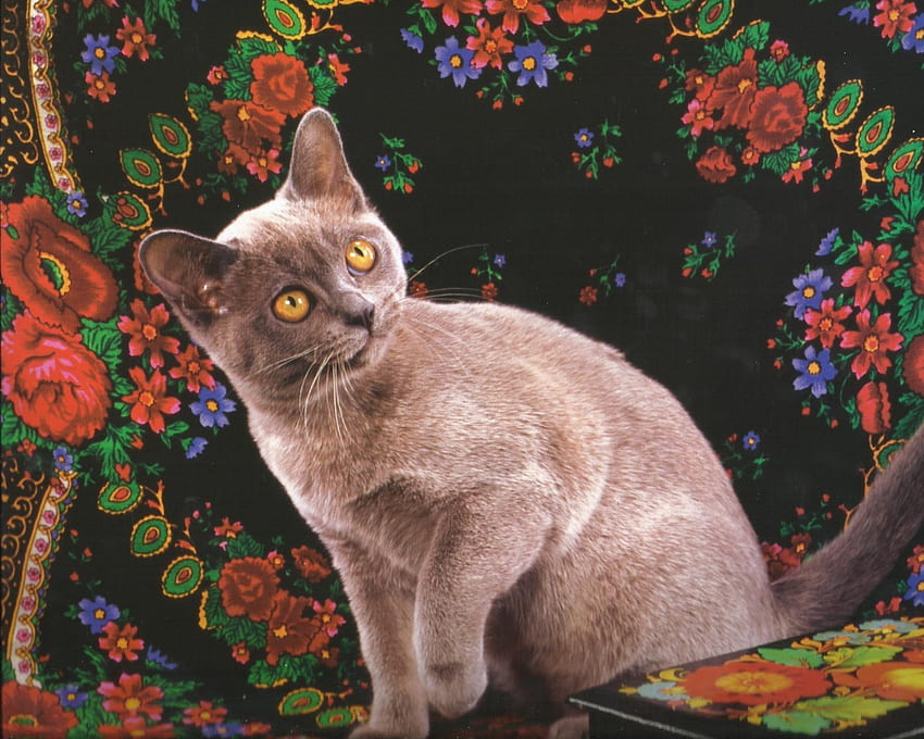 Burmese cat, quilt, dogs, cute, cat, paws HD wallpaper