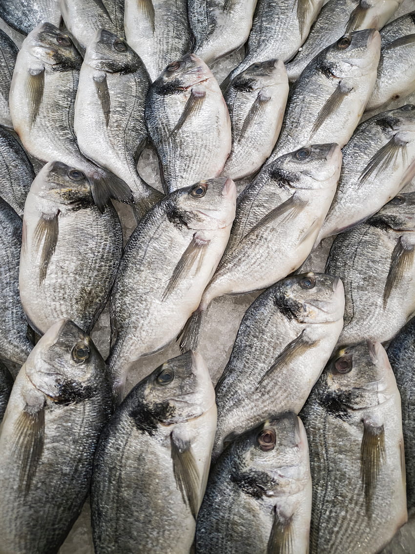 20,Best Fish Market · 100% s HD phone wallpaper