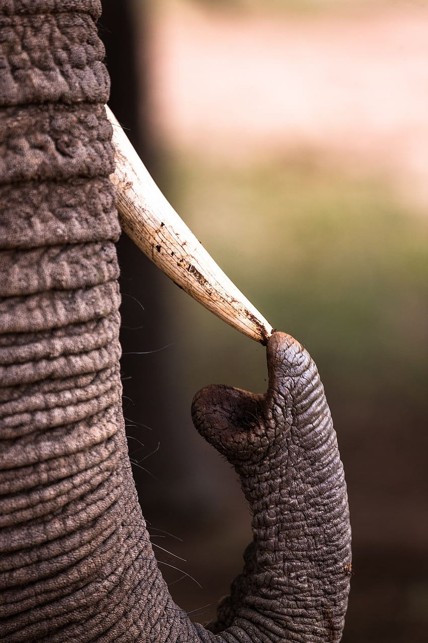графика с плитък фокус на слон, докосващ бивник – животно, слон от Керала HD тапет за телефон