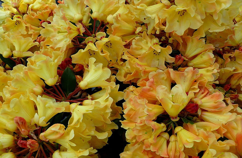 Flowers, Close-Up, Bloom, Flowering, Azalea HD wallpaper