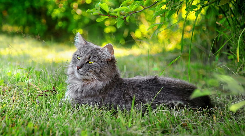 Gray cat, outdoors, cute, cat, grass, paws HD wallpaper