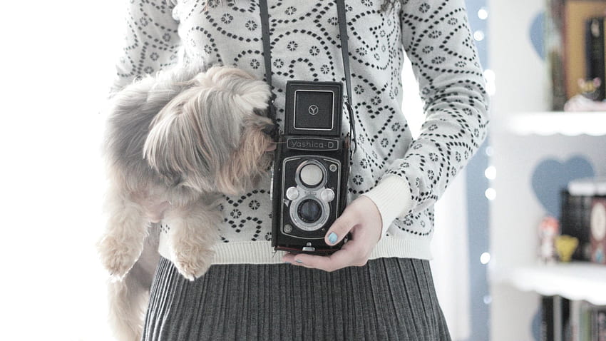 Yorkshire Terrier, Mood, Camera, Sweater HD wallpaper