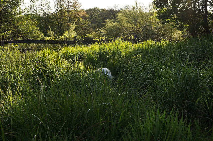 Great Pyrenees dog hiding in the tall grass and - HD wallpaper