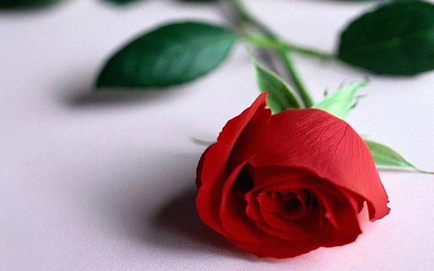 Kwiat Dostawy, inne, różowe, pojedyncze, czerwone Tapeta HD