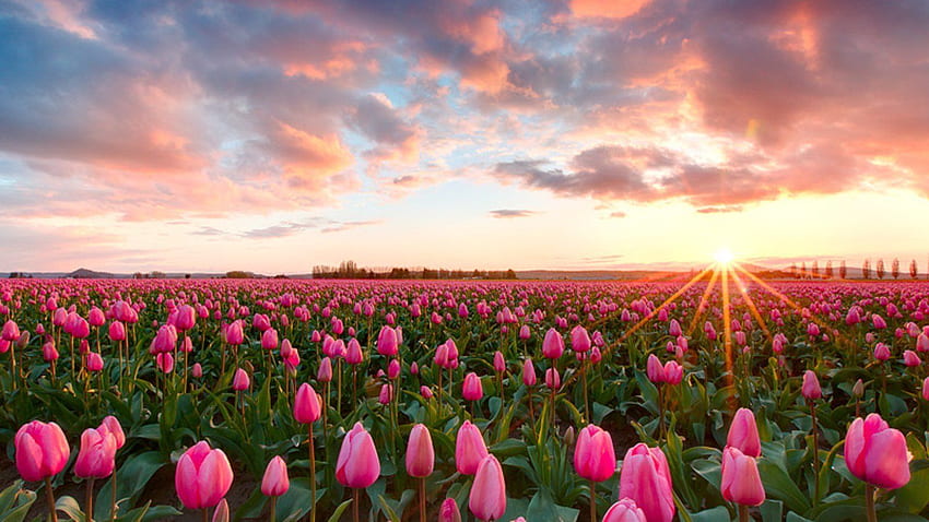 ดอกทิวลิปสีชมพูและพื้นหลัง 1600X900 รหัสใน Tulip, Tulip Garden วอลล์เปเปอร์ HD