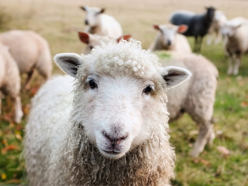 Hi there :), Animals, White, Sheep, Ireland HD wallpaper