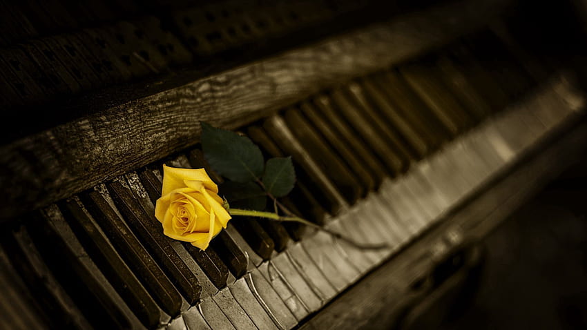 Blumen, Klavier, Rosenblüte, Rose, Tasten HD-Hintergrundbild