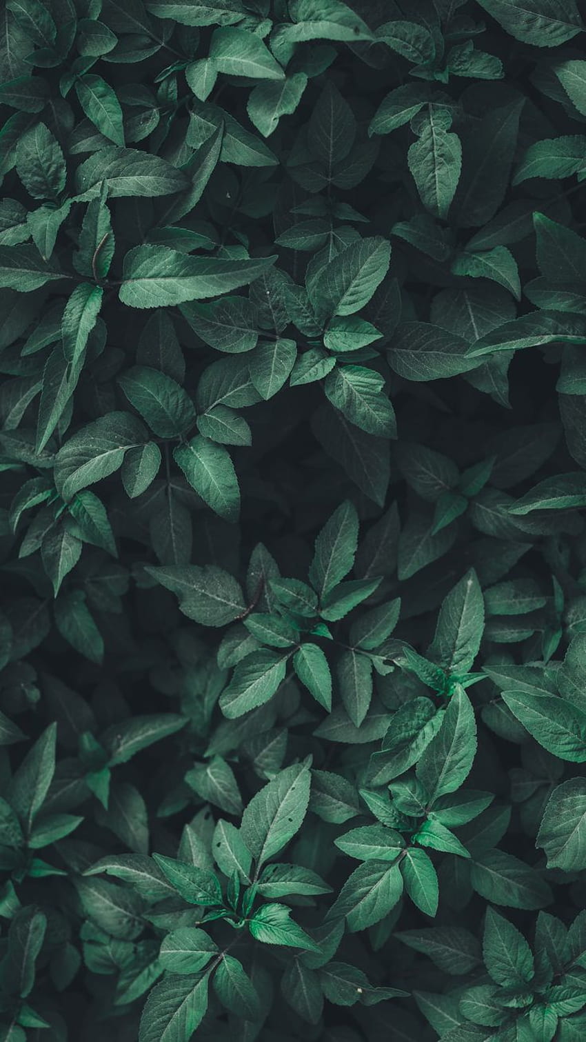 Pflanzen. Pflanze, dunkelgrüne Ästhetik, grüne Ästhetik, tiefgrün HD-Handy-Hintergrundbild
