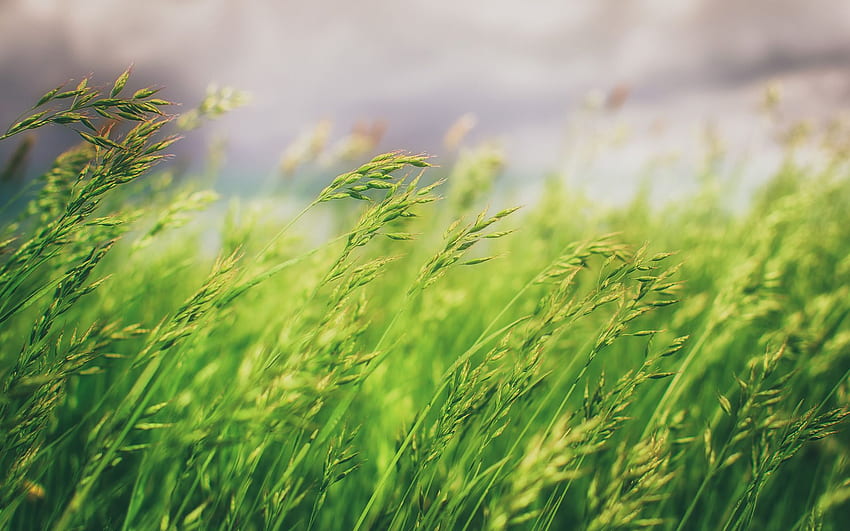 Blurred Background Grass Field and Stock HD wallpaper