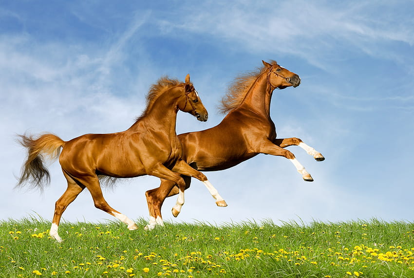 Animals, Nature, Horses, Summer, Couple, Pair, Bounce, Jump HD wallpaper