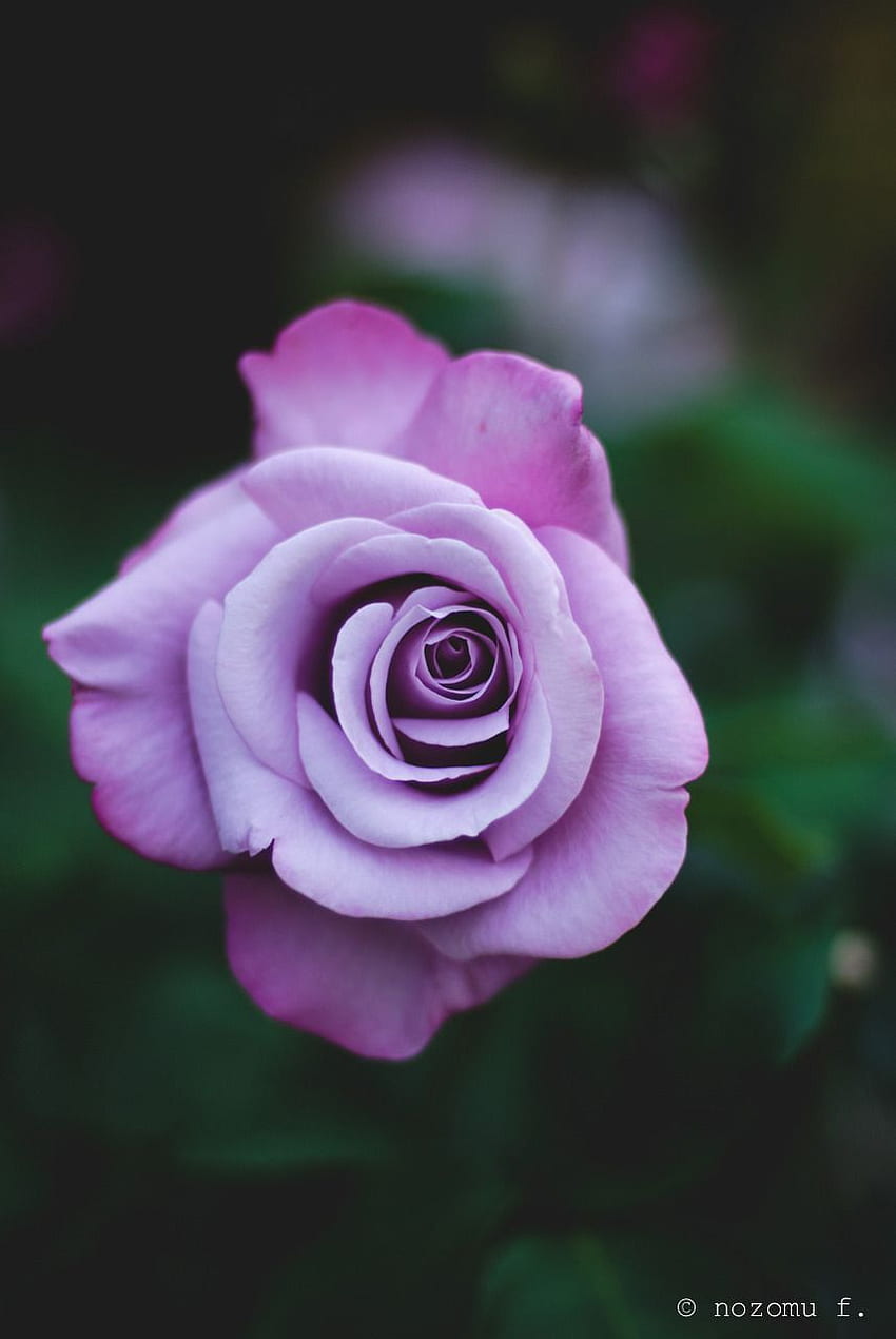 Ț Purple Roses Tumblr, Aesthetic Purple Rose HD phone wallpaper