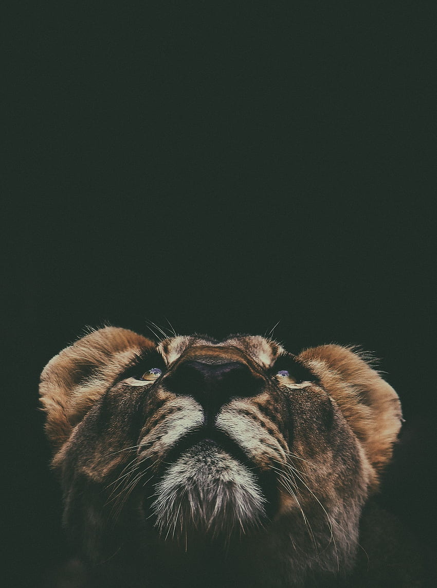 Animals, Up, Top, Muzzle, Lion, Sight, Opinion HD phone wallpaper