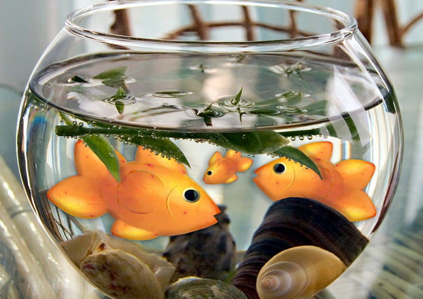 goldfish, bowle, indoor, water HD wallpaper
