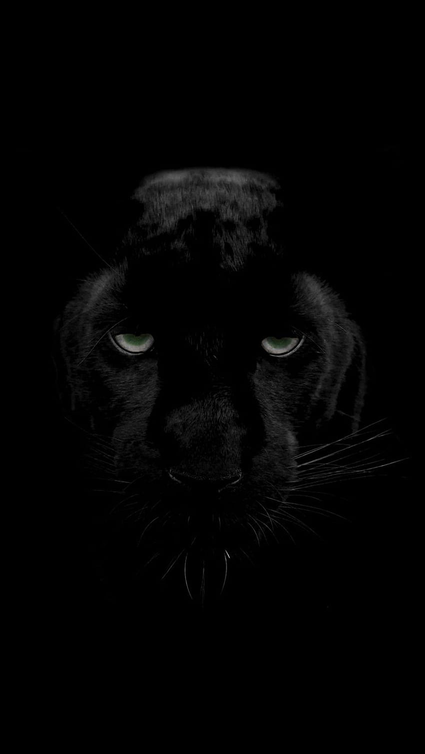 pantera, drapieżnik, duży kot, Czarna Pantera Zwierzę Tapeta na telefon HD