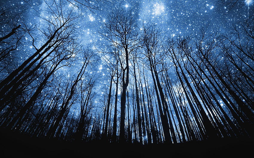 Starry Night (Изображение JPEG, 2560 × 1600 пикселов). Night Sky , Starry Night , Starry Night Sky, Beautiful Starry Night Sky HD wallpaper