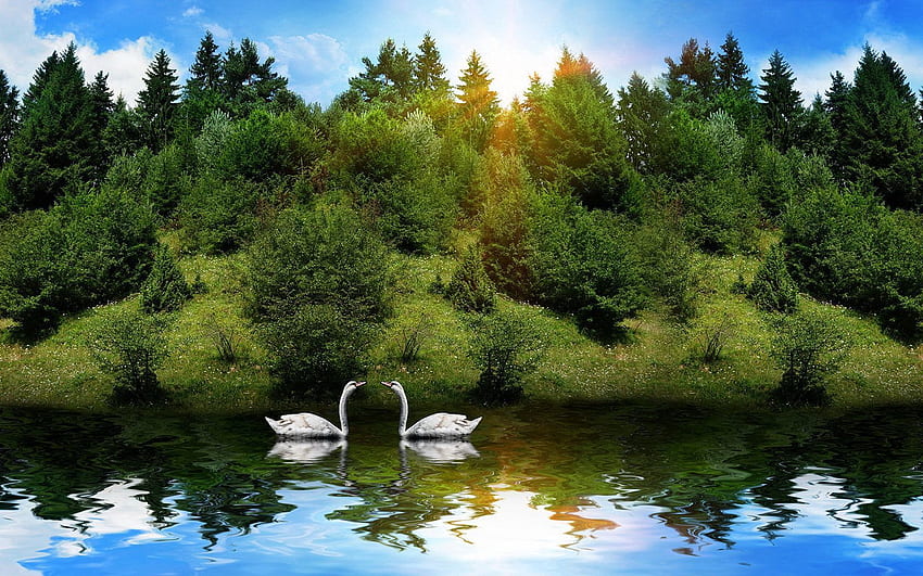 Animals, Birds, Rivers, Trees, Grass, Swans, Pair, Couple, Sunlight HD wallpaper