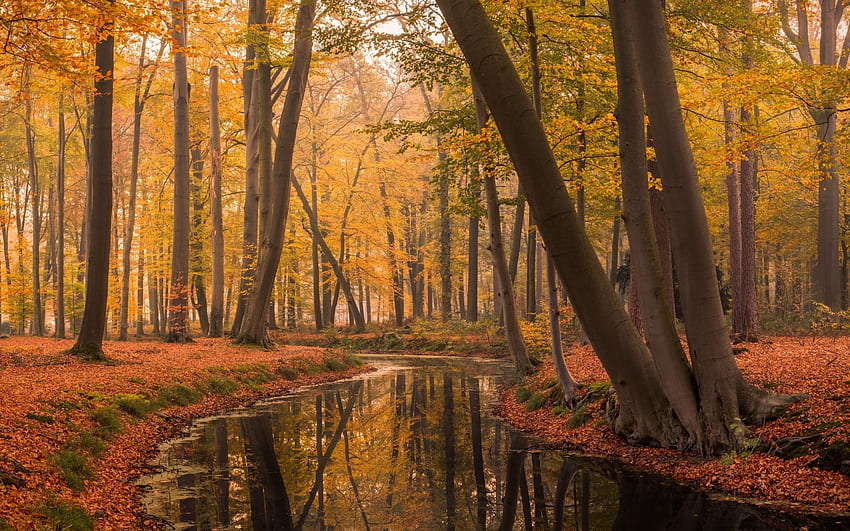 Autumn Forest, river, scenery, fall, autumn, nature, forest, Netherlands HD wallpaper