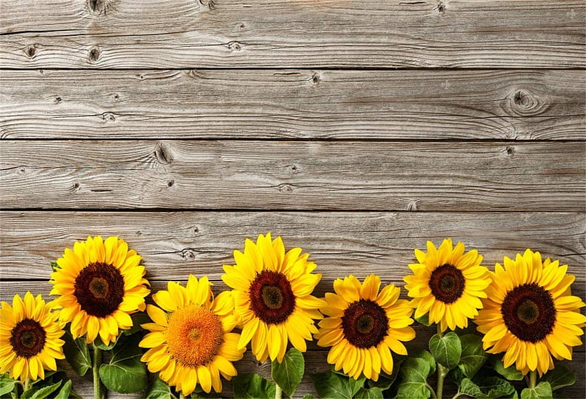 CSFOTO ft Background for Sunflowers On, Rustic Daisy HD wallpaper