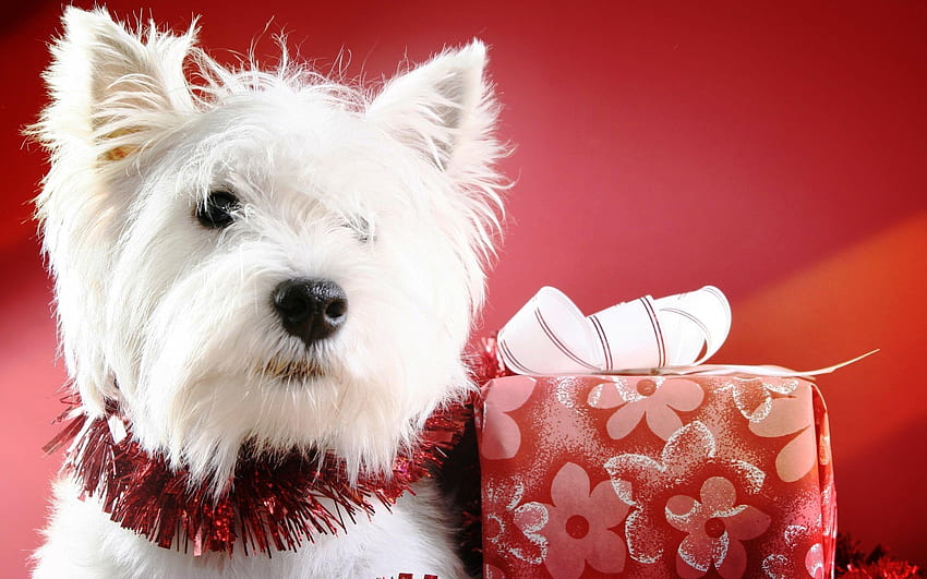 Merry Christmas Message Dogs - & Background HD wallpaper