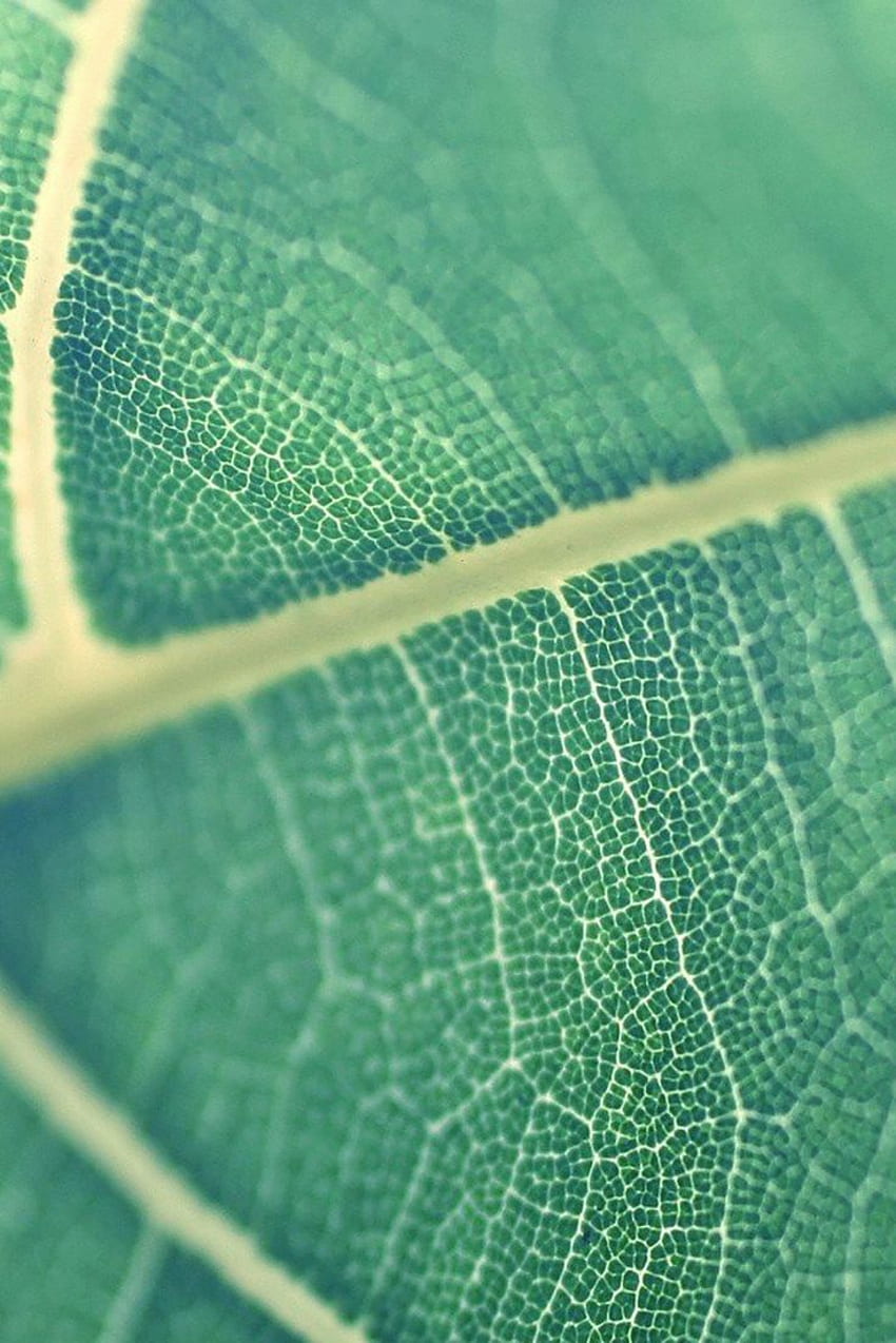 Leaf Cells. Leaves, Plant . .mx, Plant Biology HD phone wallpaper