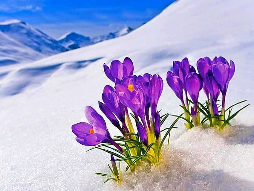 ѓ8360 ดอกไม้: ภูเขาฤดูใบไม้ผลิที่สวยงาม ดอกไม้ภูเขา Krokus สีสัน - พื้นหลัง Android / iPhone ( พื้นหลัง / Android / iPhone) (, ) () (2021) วอลล์เปเปอร์ HD