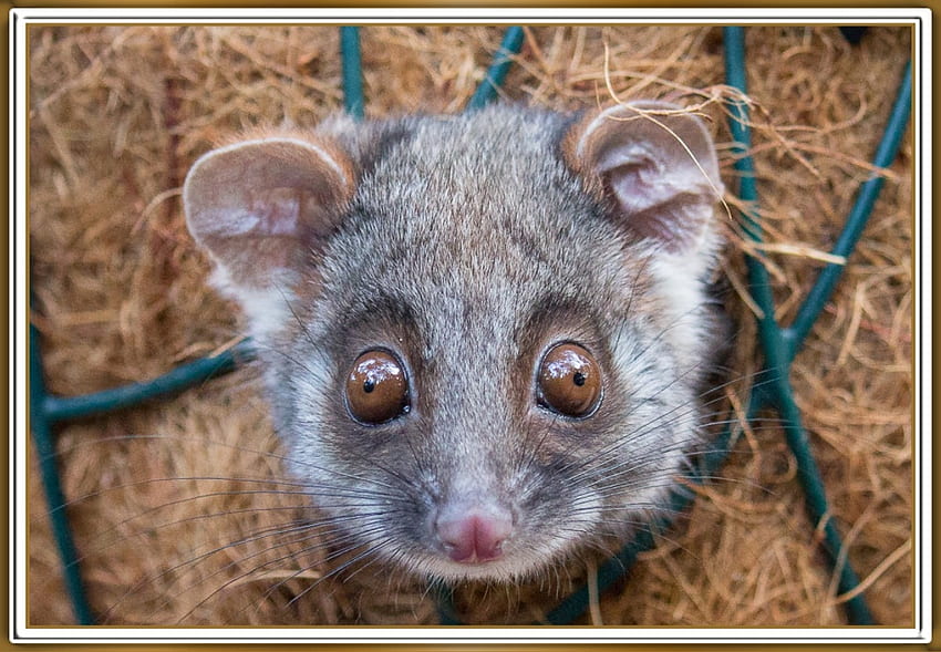 White-Eared Opossum/Nexon Game - Japari Library, the Kemono Friends Wiki