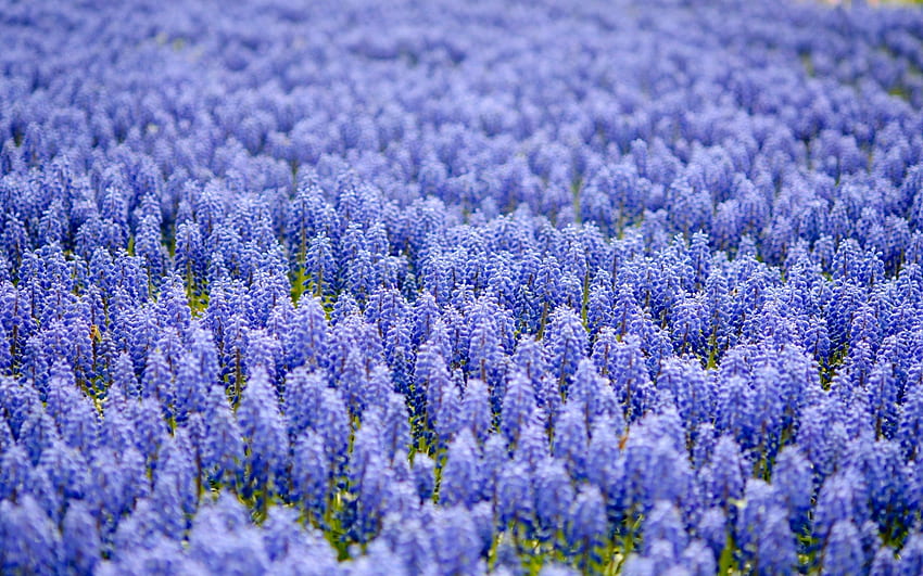 ดอกไม้สีฟ้าคุณสูง . Muscari ดอกไม้สีฟ้าและสีม่วง วอลล์เปเปอร์ HD