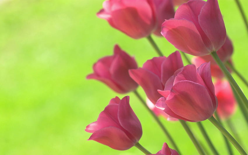 Fiori, tulipani, primavera, verde chiaro, insalata Sfondo HD