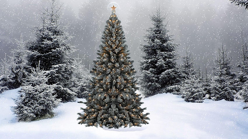 Weihnachtskiefern, ästhetischer Weihnachtsbaum HD-Hintergrundbild