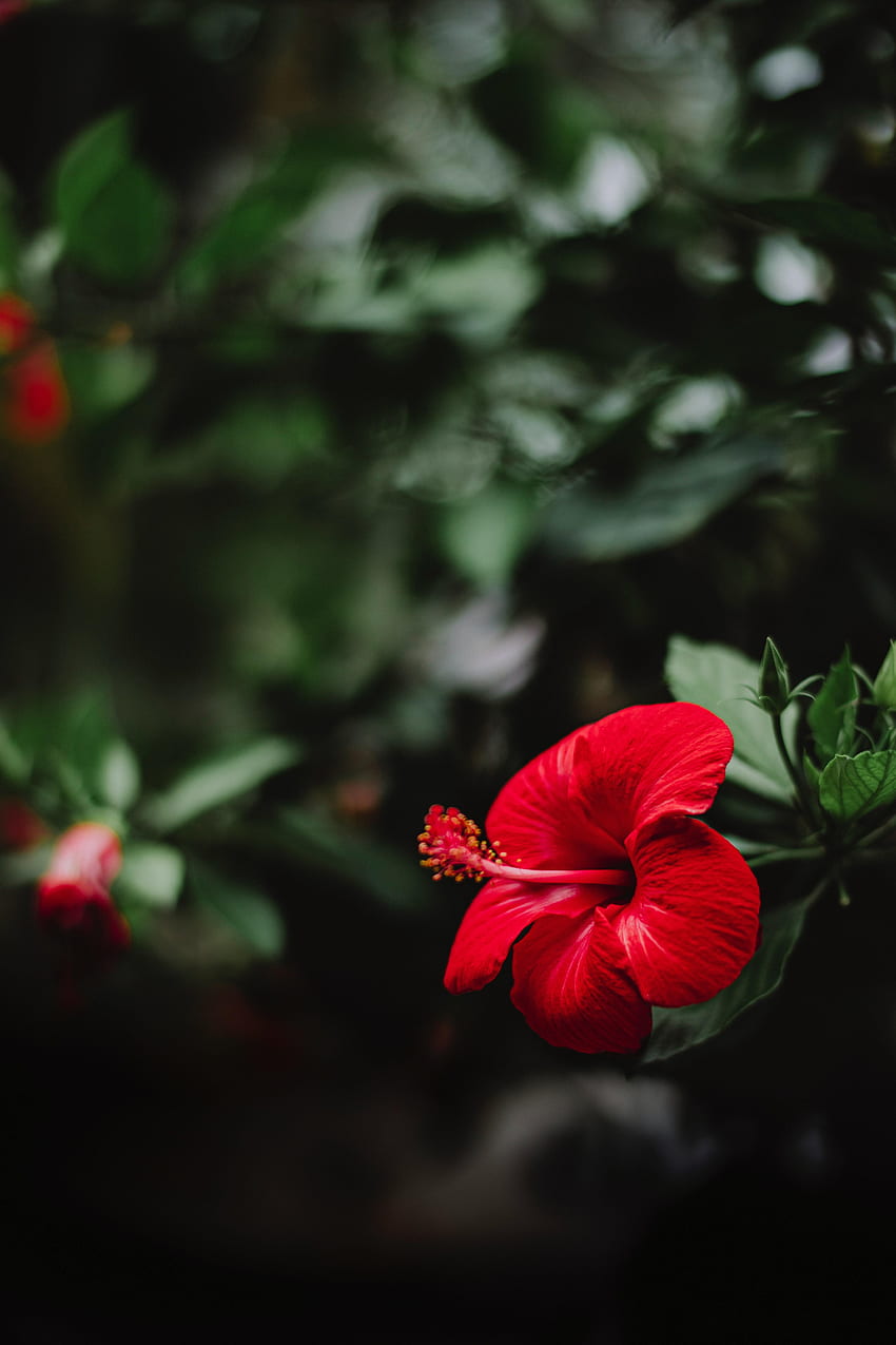 Blumen, Blume, Makro, Hibiskus HD-Handy-Hintergrundbild