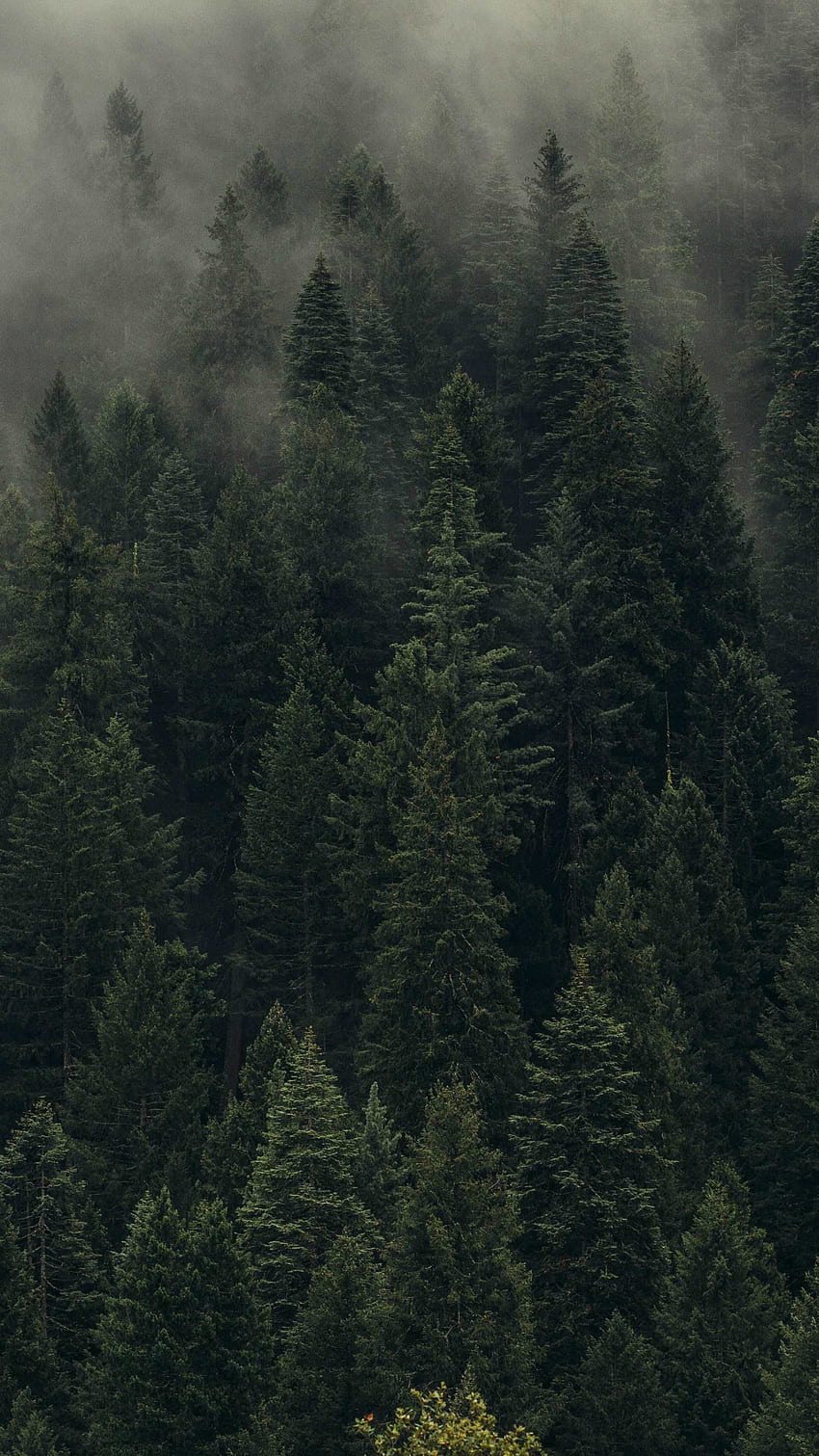 Estetik Orman iPhone - En Büyük Portal, Bulut Ormanı HD telefon duvar kağıdı