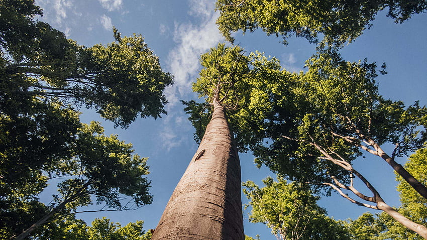 Pandangan Mata Cacing Cabang Pohon Di Bawah Alam Langit Biru Wallpaper HD