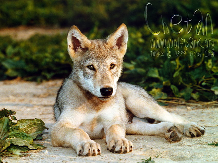 Cucciolo di lupo messicano, baby coyote, lupo solitario, cuccioli, cuccioli di lupo messicano, lupi grigi, fauna selvatica, animali, lupi messicani, cuccioli di lupo, cuccioli carini Sfondo HD